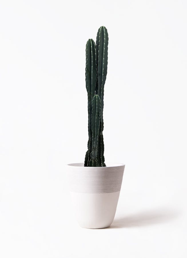 観葉植物 柱サボテン 10号 ジュピター 白 付き | 観葉植物なら