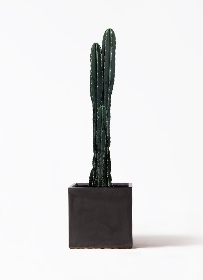 pillar-cactus-150_1.jpg
