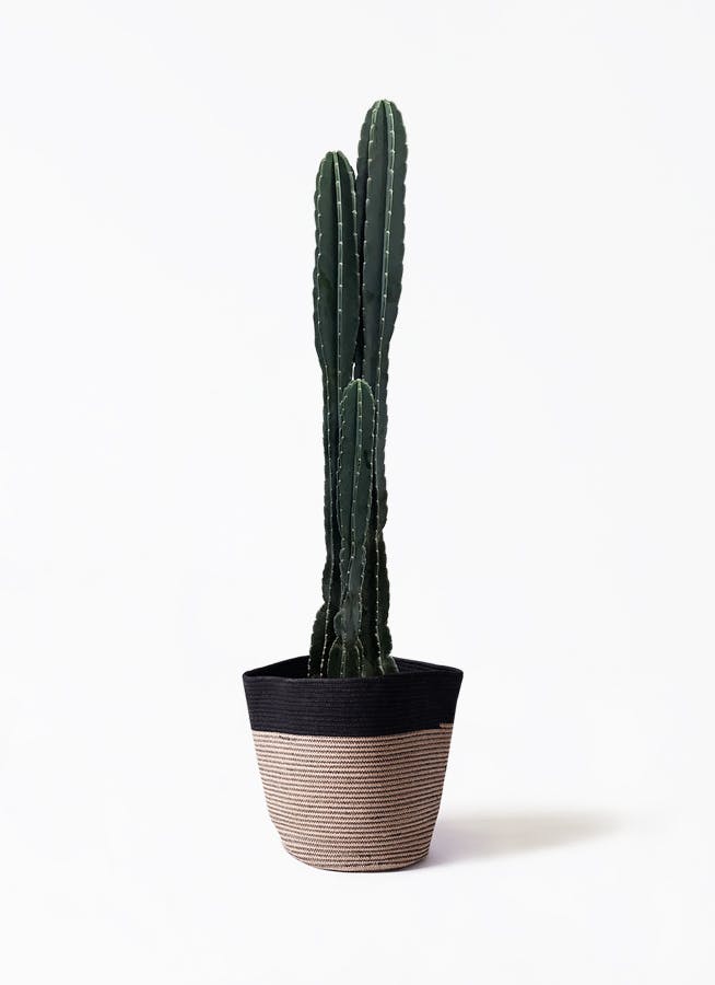 pillar-cactus-149_1.jpg