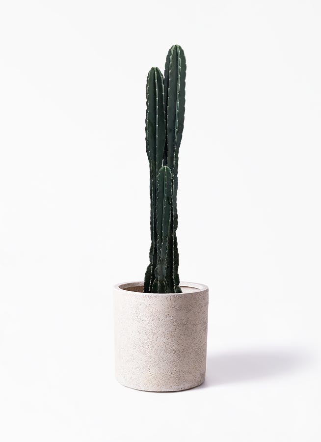 観葉植物 柱サボテン 10号 サンディ シリンダー 白 付き 観葉植物ならhitohana ひとはな