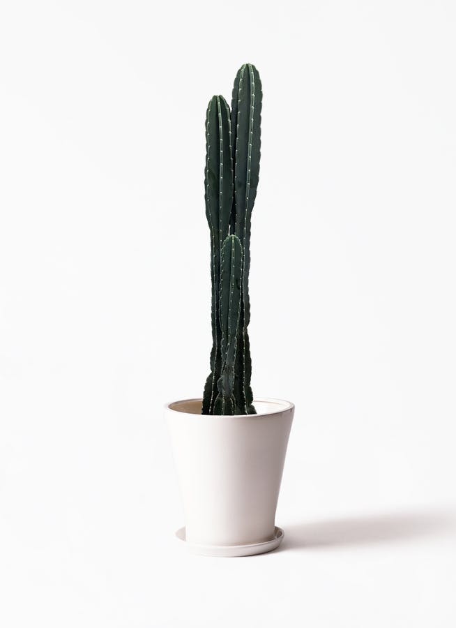 観葉植物 柱サボテン 10号 サブリナ 白 付き 観葉植物ならhitohana ひとはな 観葉植物 柱サボテン 10号 サブリナ 白 付き 観葉植物ならhitohana ひとはな