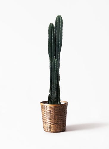 柱サボテン 観葉植物通販hitohana ひとはな 柱サボテン 観葉植物通販hitohana ひとはな