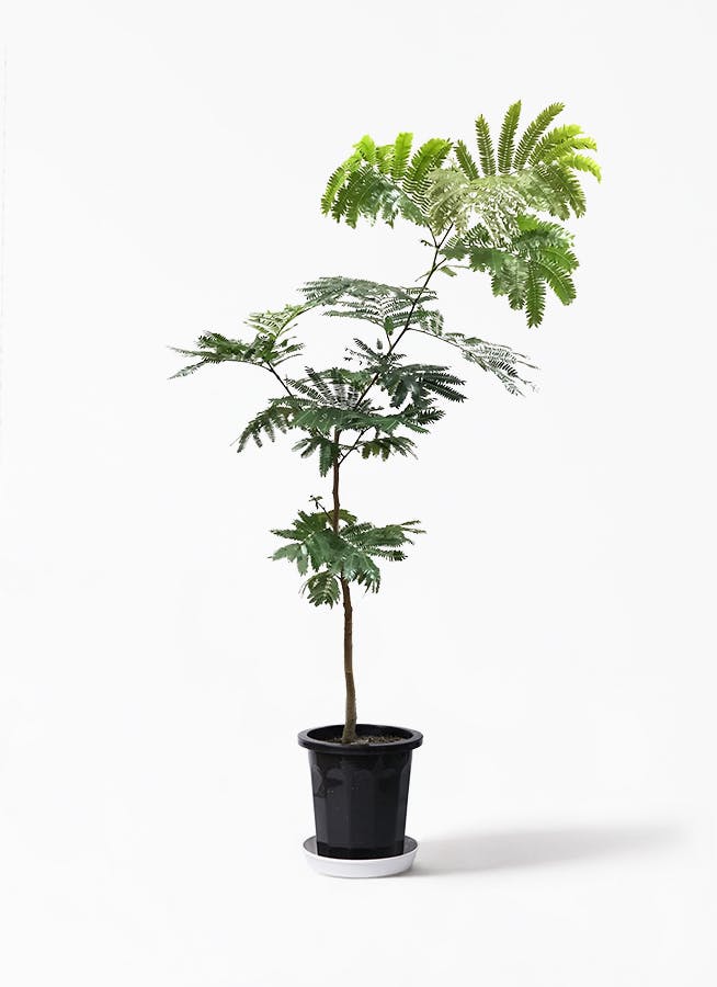 観葉植物 エバーフレッシュ 7号 ボサ造り プラスチック鉢 観葉植物ならhitohana ひとはな