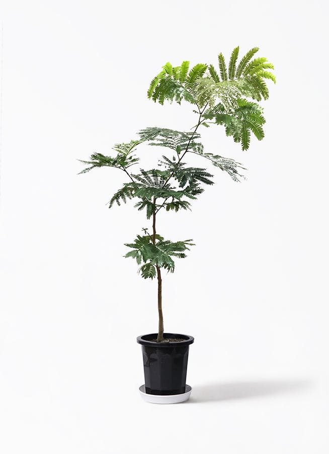 観葉植物 エバーフレッシュ 7号 ボサ造り プラスチック鉢 | 観葉植物 