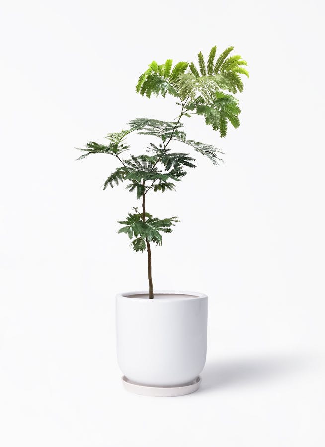 観葉植物 エバーフレッシュ 7号 ボサ造り アファール 白 付き