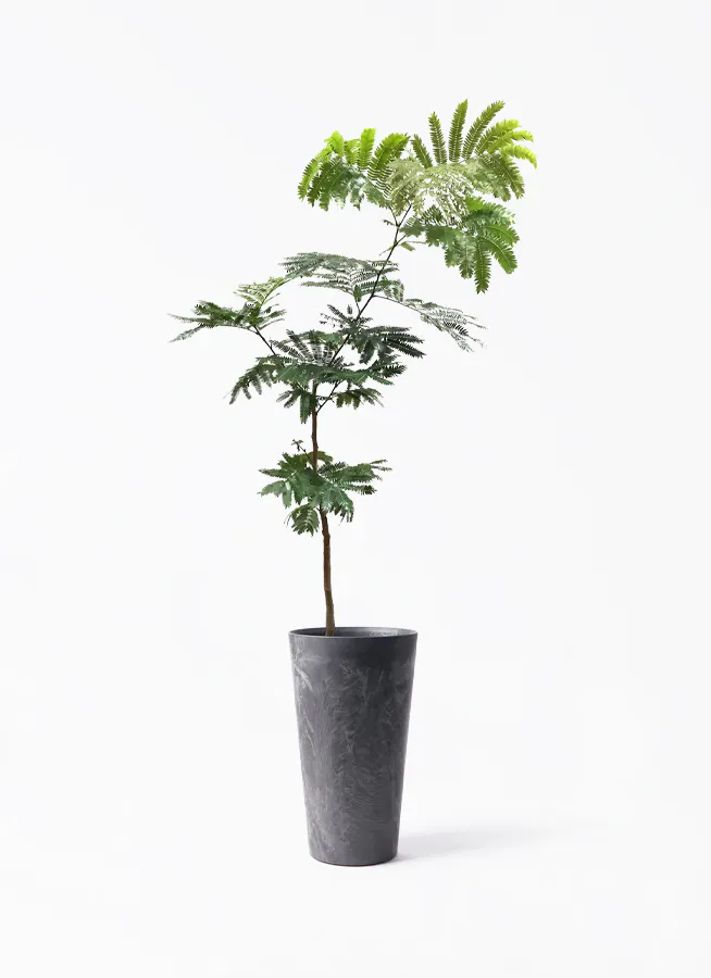 エバーフレッシュ 7号 | 観葉植物の通販ならHitoHana（ひとはな）