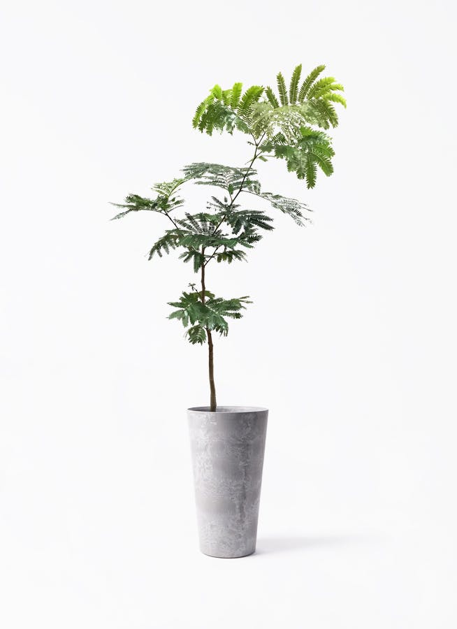 エバーフレッシュ 7号 | 観葉植物の通販ならHitoHana（ひとはな）