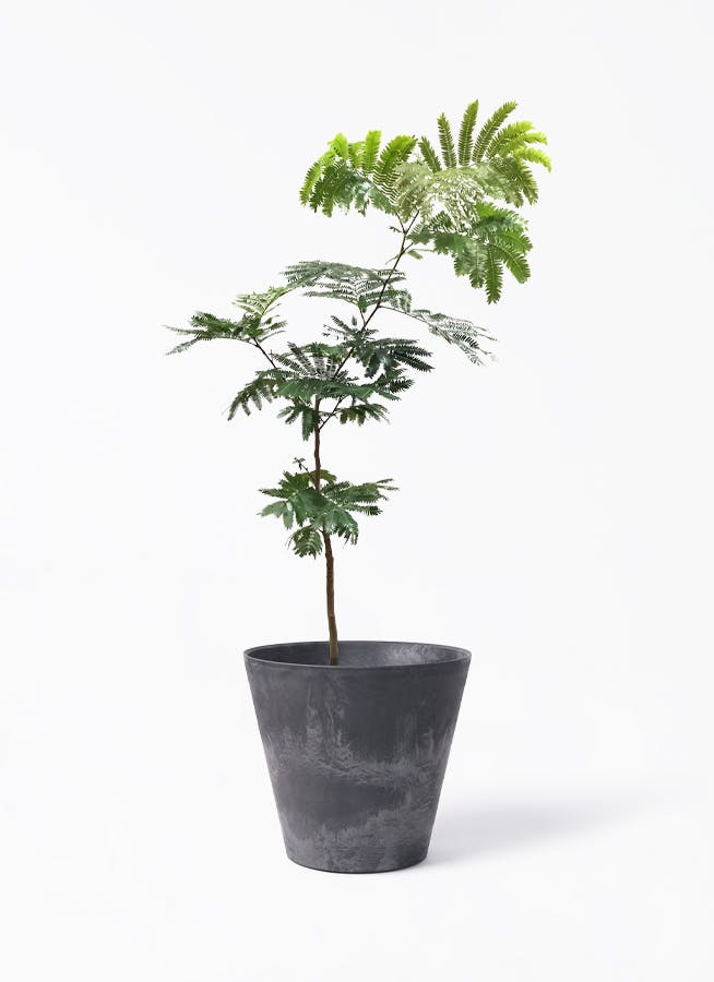 エバーフレッシュ　リビングサイズ‼️ no12　高さ130ｃｍ　７号 エバーフレッシュ 7号 | 観葉植物の通販ならHitoHana（ひとはな）