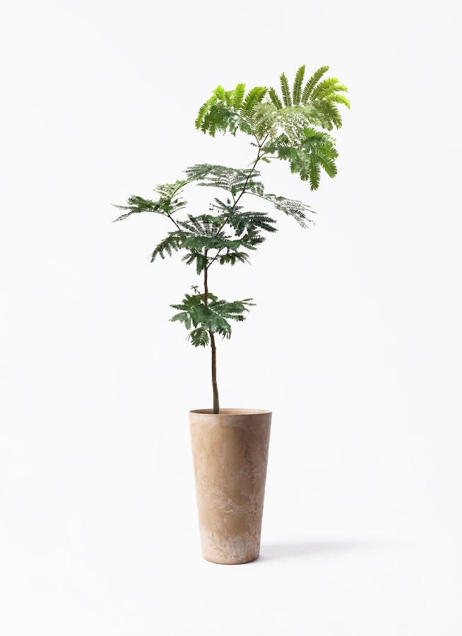 エバーフレッシュ ファイバー鉢 お皿付き エバーフレッシュ ファイバー鉢 お皿付き エバーフレッシュ ファイバー