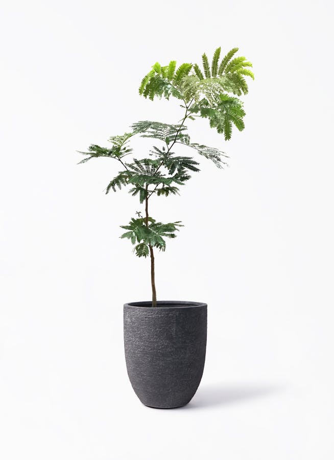 エバーフレッシュ 7号 | 観葉植物の通販ならHitoHana（ひとはな）