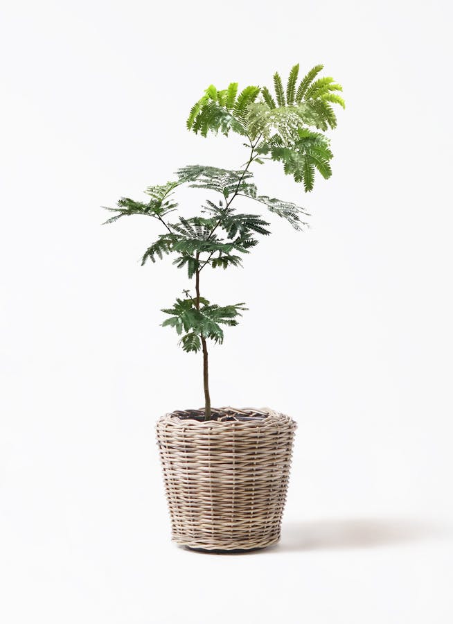 現品］3番 エバーフレッシュ 曲がり 7号 観葉植物 室内 大型
