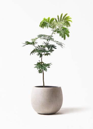 観葉植物 エバーフレッシュ 7号 ボサ造り テラニアス ローバルーン アンティーク ホワイト 付き