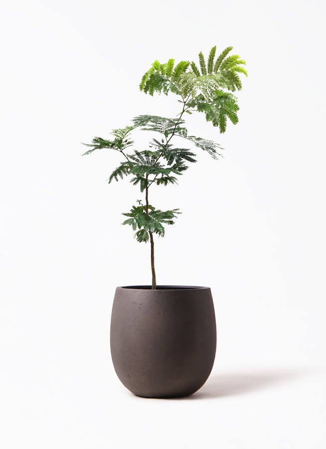 エバーフレッシュ 7号 | 観葉植物の通販ならHitoHana（ひとはな）