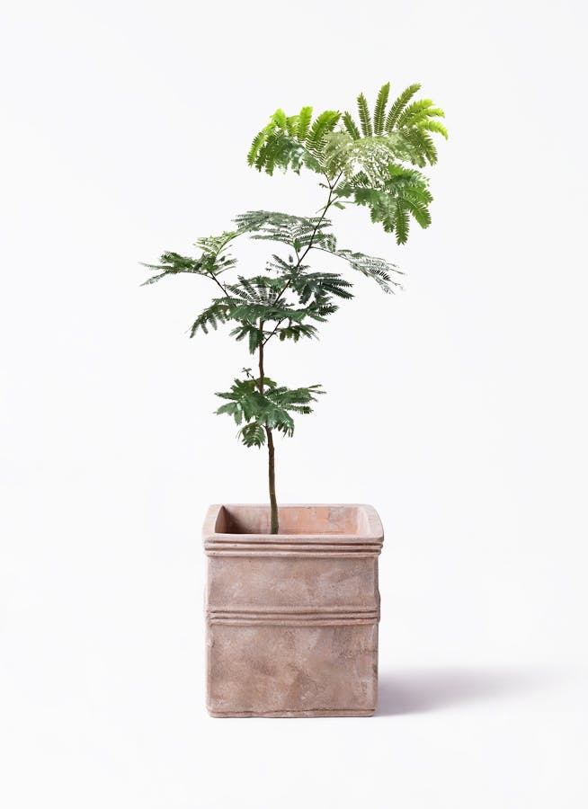 エバーフレッシュ 7号 | 観葉植物の通販ならHitoHana（ひとはな）