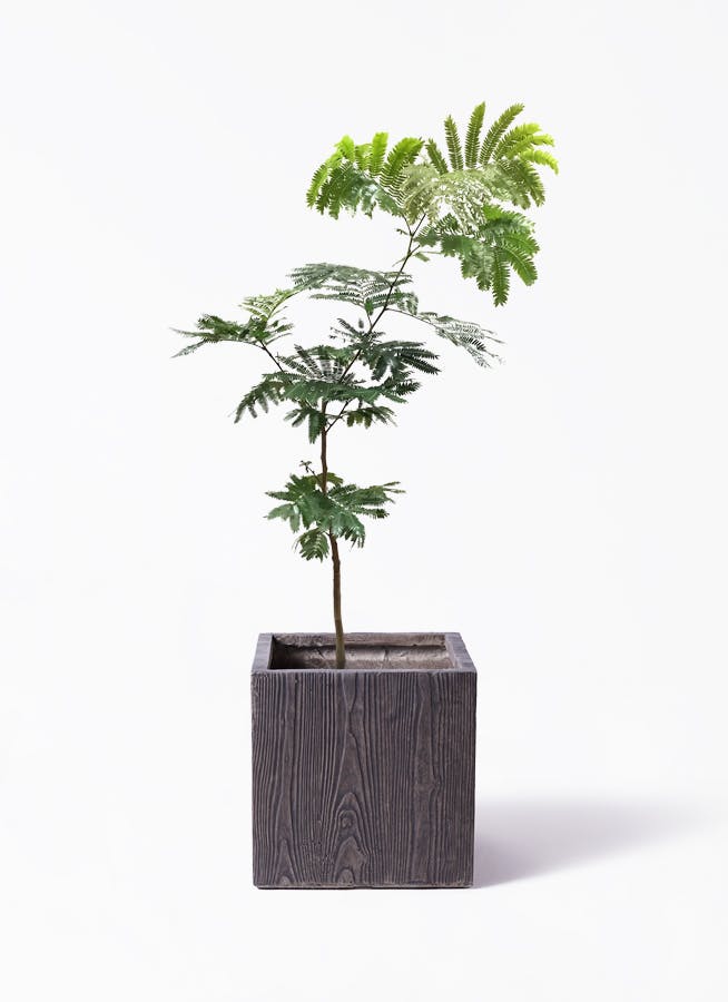 エバーフレッシュ 7号 | 観葉植物の通販ならHitoHana（ひとはな）