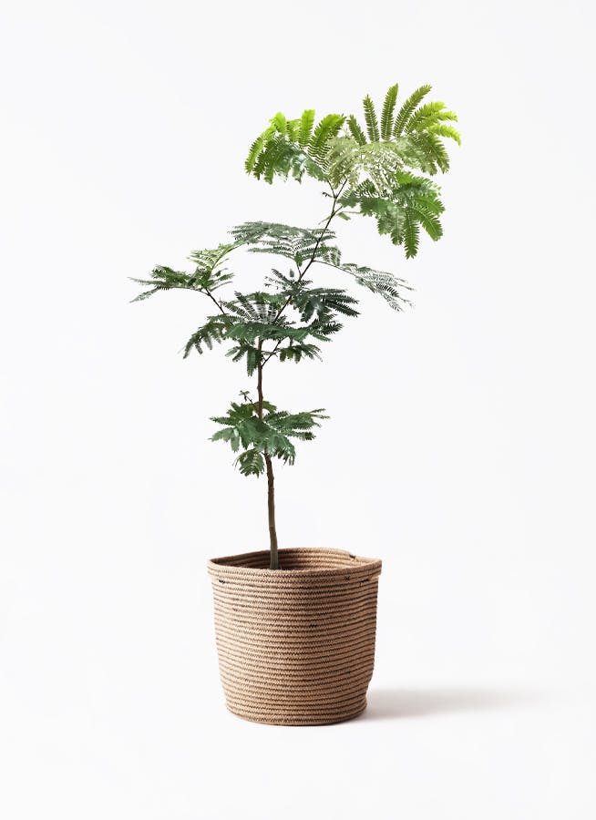 エバーフレッシュ 7号 | 観葉植物の通販ならHitoHana（ひとはな）