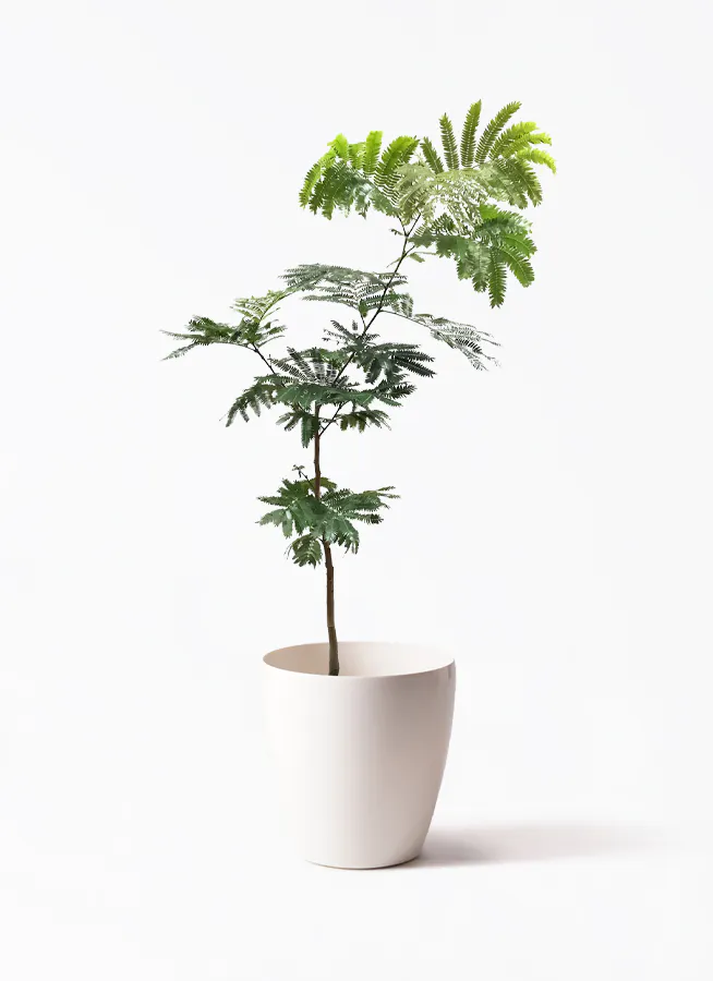 エバーフレッシュ 7号 | 観葉植物の通販ならHitoHana（ひとはな）