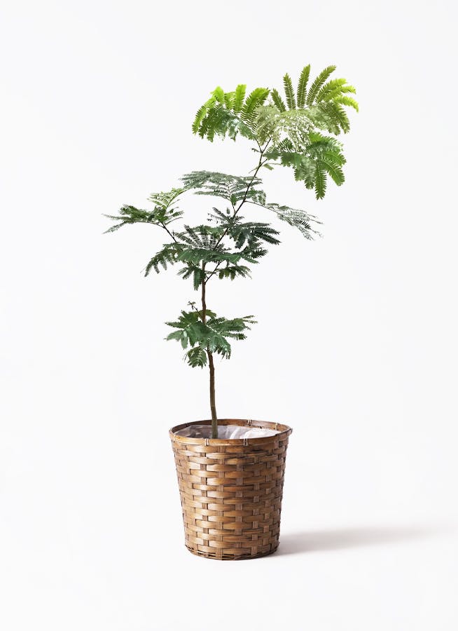 エバーフレッシュ 7号鉢植え（受皿付） の通販 | 園芸ネット