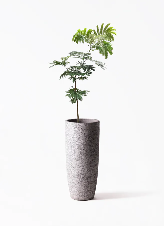 エバーフレッシュ 7号 | 観葉植物の通販ならHitoHana（ひとはな）