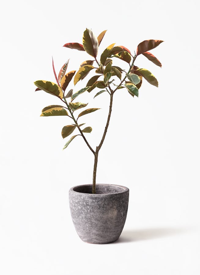 観葉植物 フィカス ルビー 8号 ノーマル アビスソニア ミドル 灰 付き 観葉植物ならhitohana ひとはな