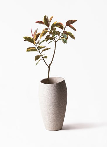 観葉植物 フィカス ルビー 8号 ノーマル  Eco Stone（エコストーン） トールタイプ Light Gray 付き