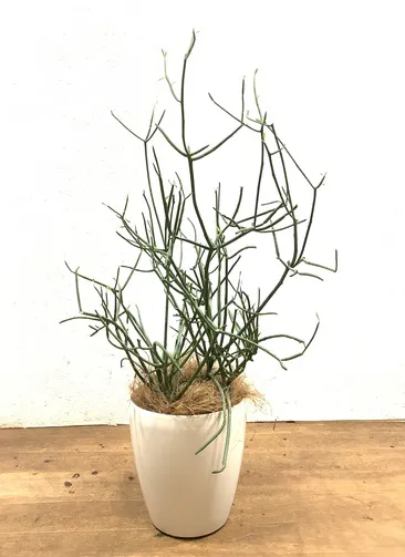 珍しいレアな観葉植物 1点もの通販 送料無料でお届け Hitohana ひとはな