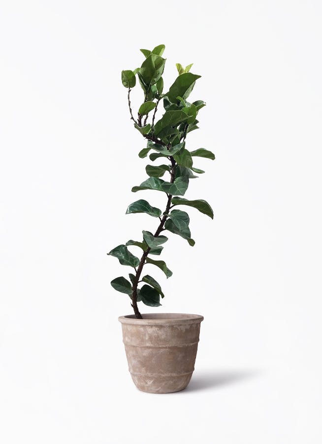 ficus-lyrata-90_1.jpg