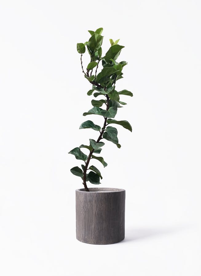 カシワバゴムの木 バンビーノ | 観葉植物通販HitoHana(ひとはな)