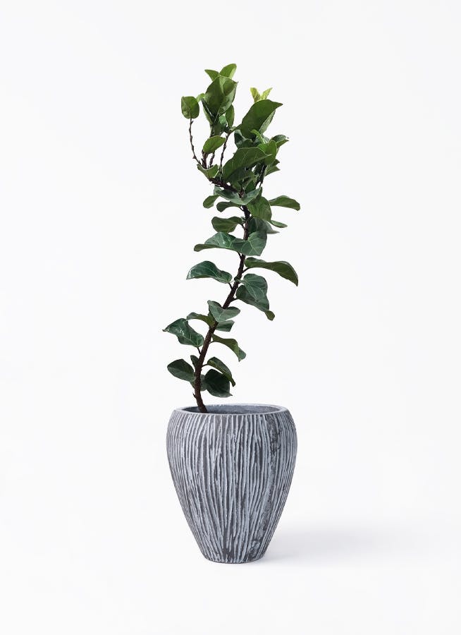 カシワバゴムの木 バンビーノ | 観葉植物通販HitoHana(ひとはな)