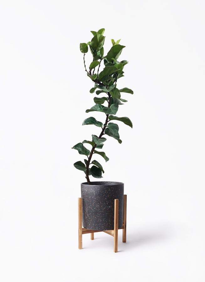 【美品⭕️】 カシワバゴムノキ　バンビーノ　8号サイズ カシワバゴムの木 バンビーノ 8号 | 観葉植物通販HitoHana(ひとはな)