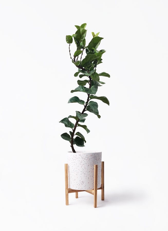 カシワバゴムの木 バンビーノ | 観葉植物通販HitoHana(ひとはな)