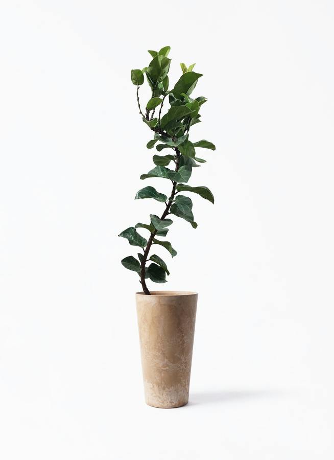 カシワバゴムの木 バンビーノ | 観葉植物通販HitoHana(ひとはな)