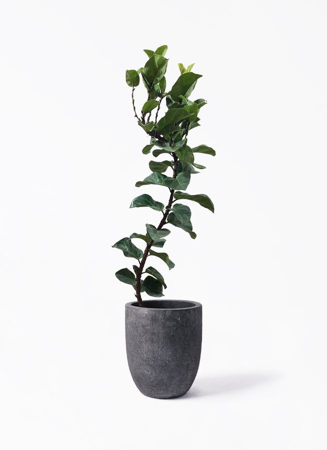 カシワバゴムの木 バンビーノ | 観葉植物通販HitoHana(ひとはな)