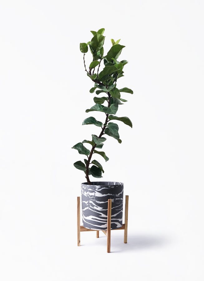 カシワバゴムの木 バンビーノ 曲がり | 観葉植物通販 HitoHana(ひとはな)