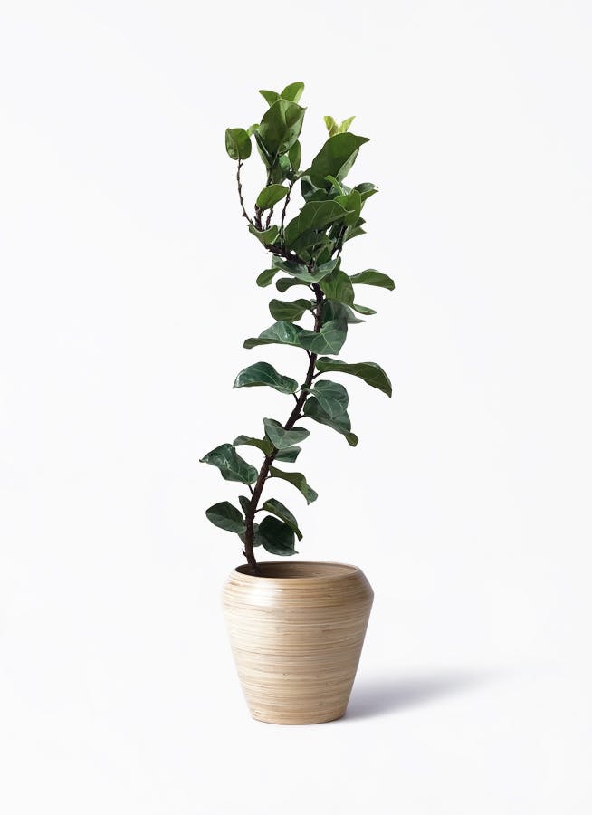 観葉植物 カシワバゴムの木 バンビーノ 8号 曲がり アルマ ミドル 付き