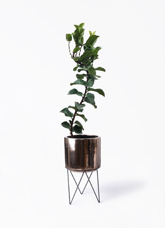 カシワバゴムの木 バンビーノ 8号 | 観葉植物通販HitoHana(ひとはな)