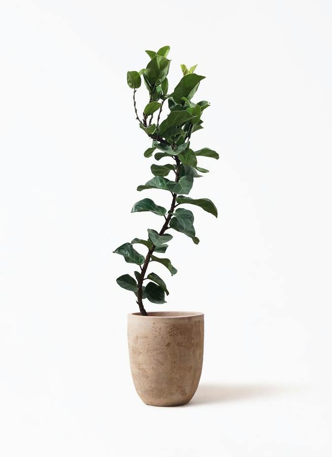 カシワバゴムの木 バンビーノ 8号 | 観葉植物通販HitoHana(ひとはな)
