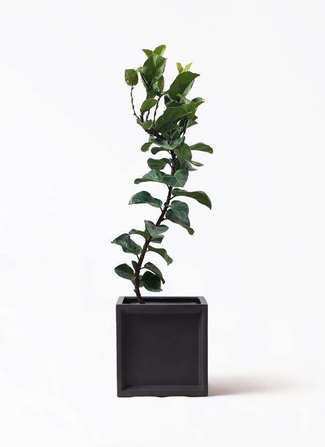観葉植物 カシワバゴムの木 バンビーノ 8号 曲がり ブリティッシュ