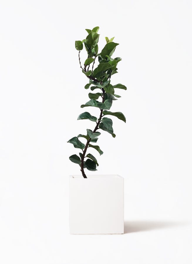 カシワバゴムの木 バンビーノ 8号 | 観葉植物通販HitoHana(ひとはな)