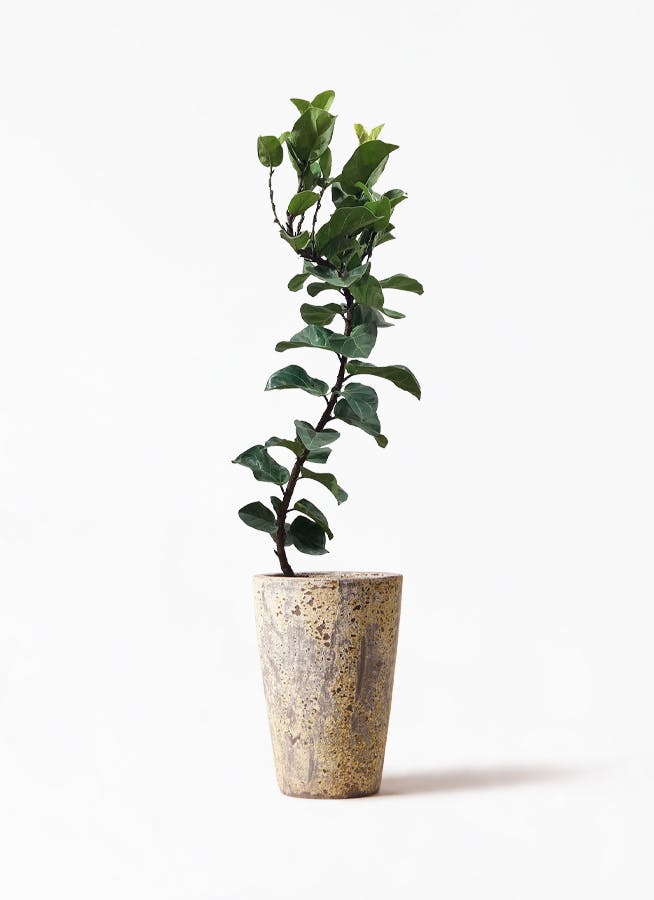 観葉植物 カシワバゴムの木 バンビーノ 8号 曲がり アトランティス クルーシブル 付き 観葉植物ならhitohana ひとはな 観葉植物 カシワバゴムの木 バンビーノ 8号 曲がり アトランティス クルーシブル 付き 観葉植物ならhitohana ひとはな