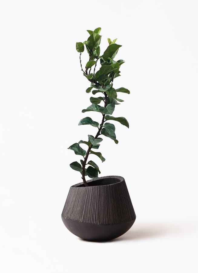 観葉植物 オリーブ 8号 ルッカ エディラウンド 黒 付き | 観葉植物なら