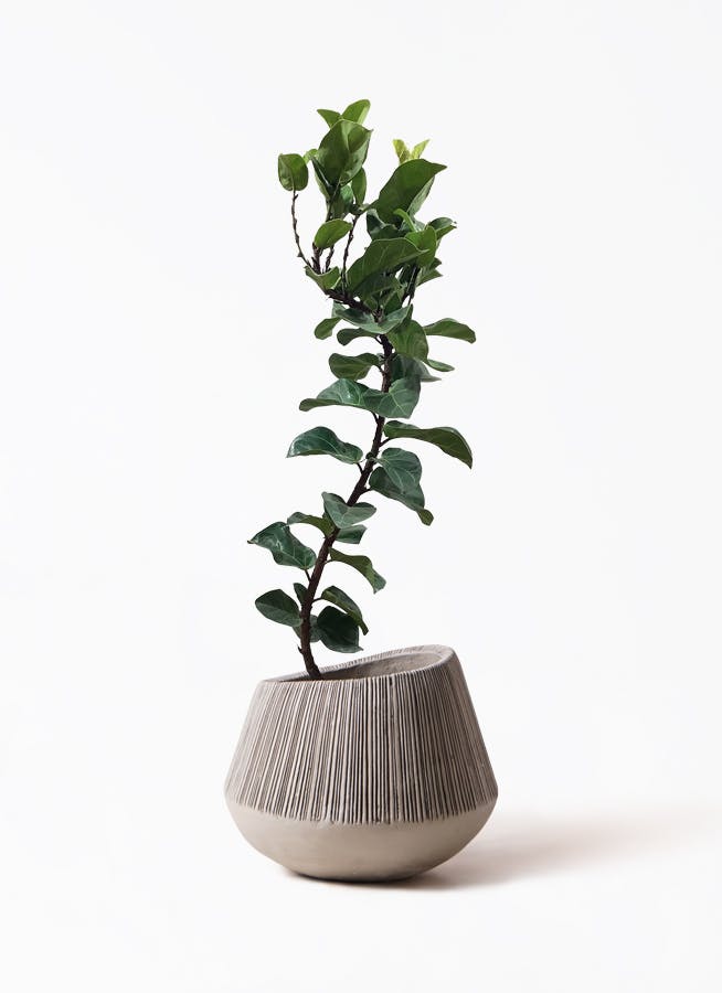 カシワバゴムの木 バンビーノ 曲がり | 観葉植物通販 HitoHana(ひとはな)