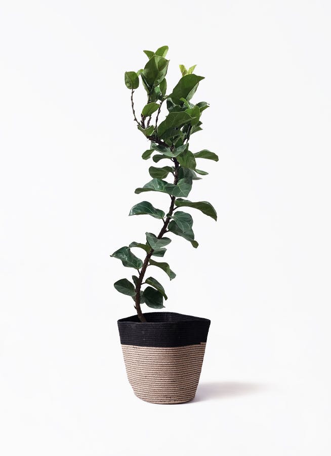フィカスバンビーノ カシワバゴム 高さ130cm カシワバゴム・バンビーノ（フィカス・リラータ） 8号鉢 観葉植物と