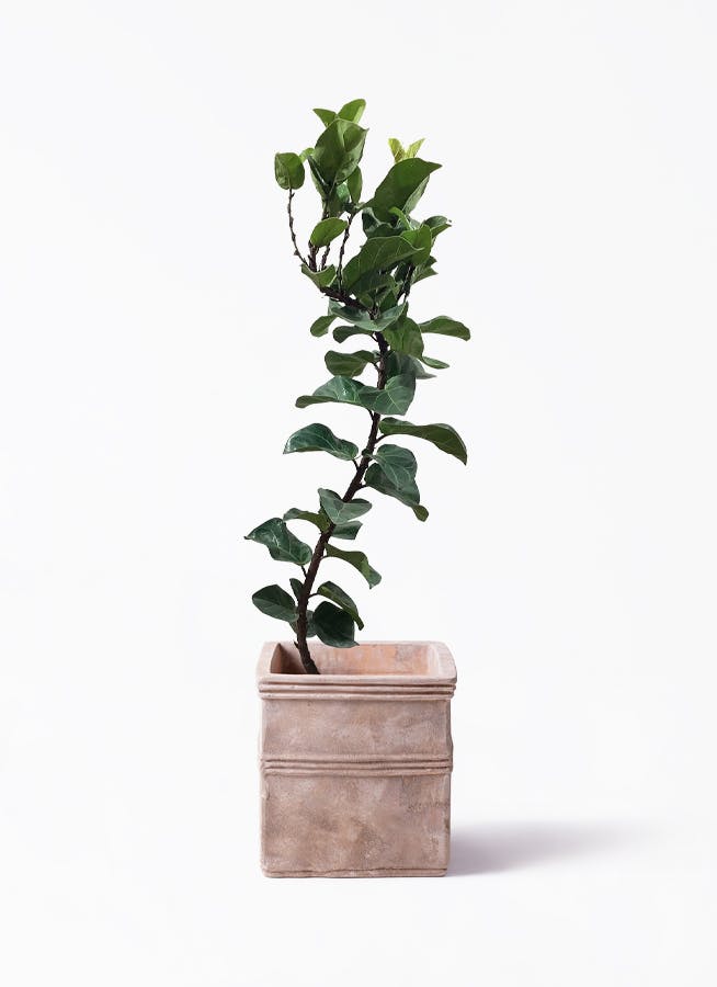カシワバゴムの木 バンビーノ | 観葉植物通販HitoHana(ひとはな)