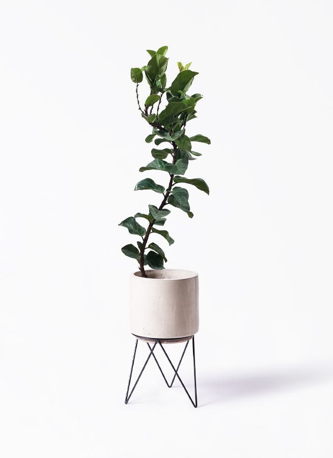 カシワバゴムの木 バンビーノ 8号 | 観葉植物通販HitoHana(ひとはな)