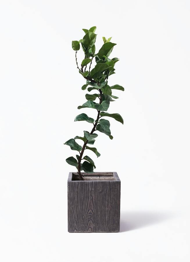 カシワバゴムの木 バンビーノ 8号 | 観葉植物通販HitoHana(ひとはな)