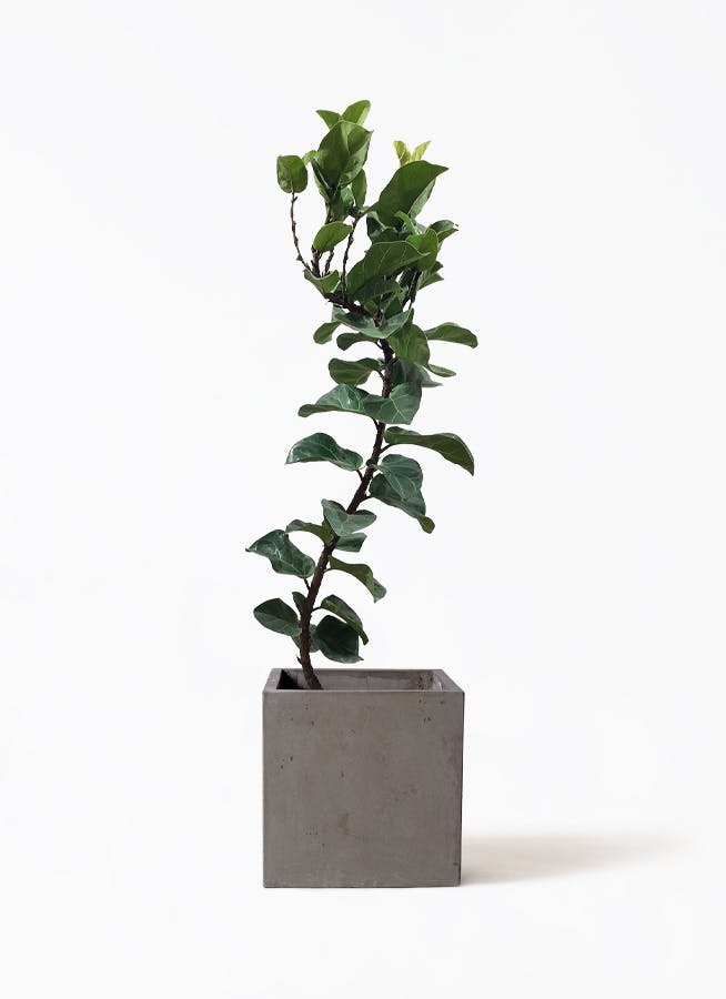 現品　カシワバゴム　柏葉ゴム　バンビーノ　リナータ　25番　インテリア　観葉植物 現品 カシワバゴム 柏葉ゴム バンビーノ リナータ 25番 フィカス 特大 希少