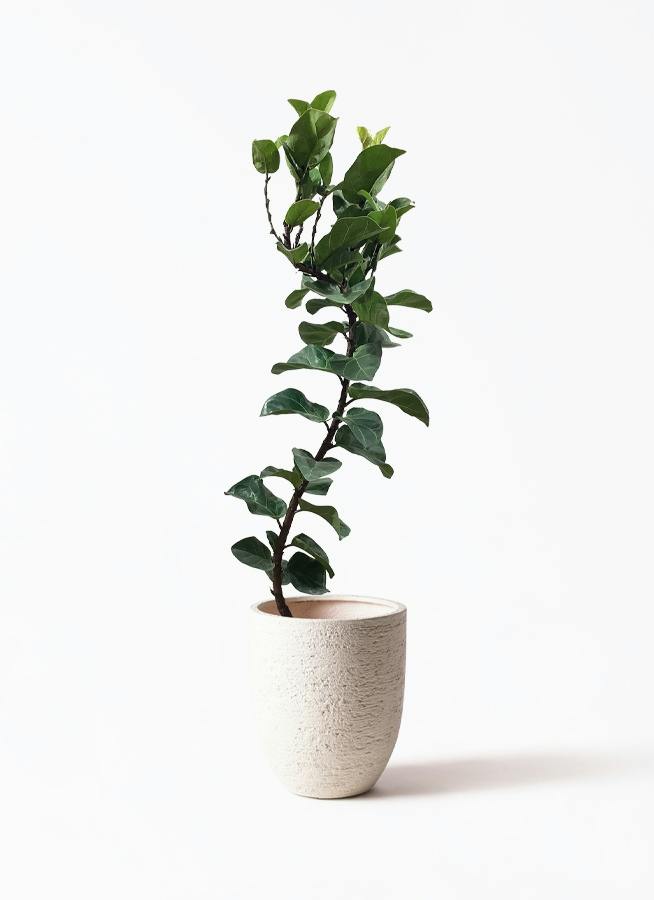 カシワバゴムの木 バンビーノ | 観葉植物通販HitoHana(ひとはな)