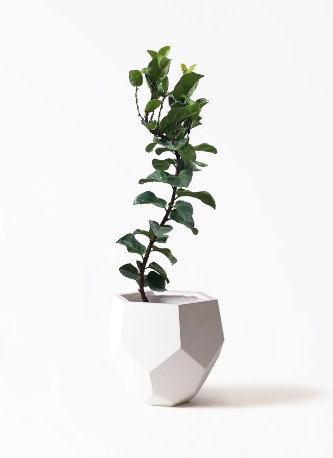 カシワバゴムの木 バンビーノ 8号 | 観葉植物通販HitoHana(ひとはな)
