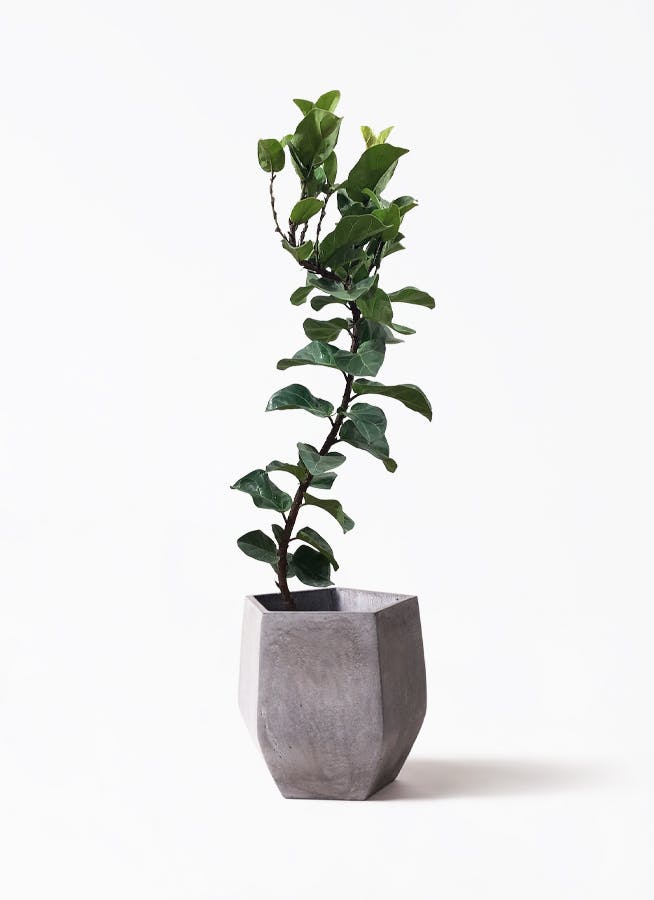 観葉植物 カシワバゴムの木 バンビーノ 8号 曲がり FiberCray（ファイバークレイ） Gray 付き |  観葉植物ならHitoHana(ひとはな)